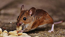 24 Hour & Emergency Exterminators in Orange, PA